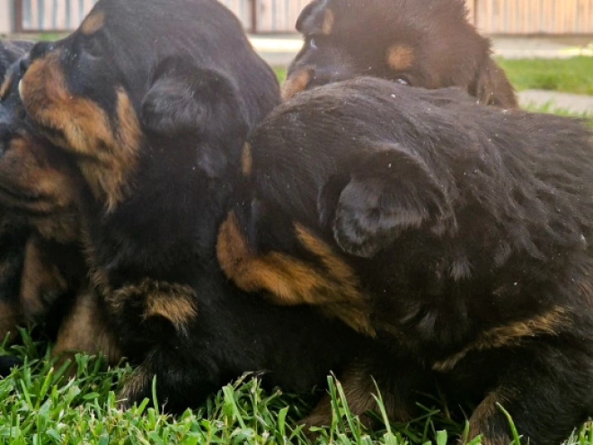 Perros Rottweiler en venta