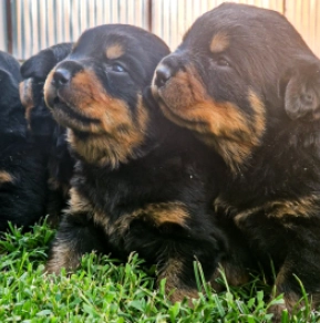Rottweiler puppy for sale
