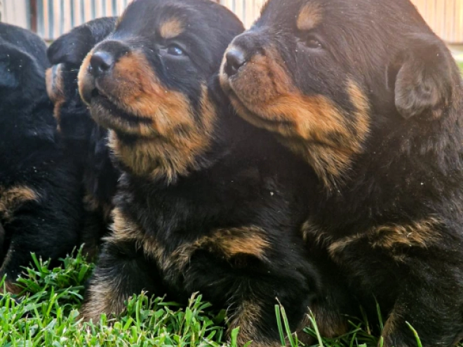 Perros Rottweiler en venta
