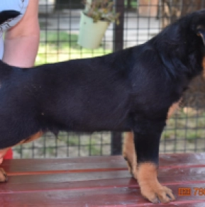 Rottweiler puppy for sale