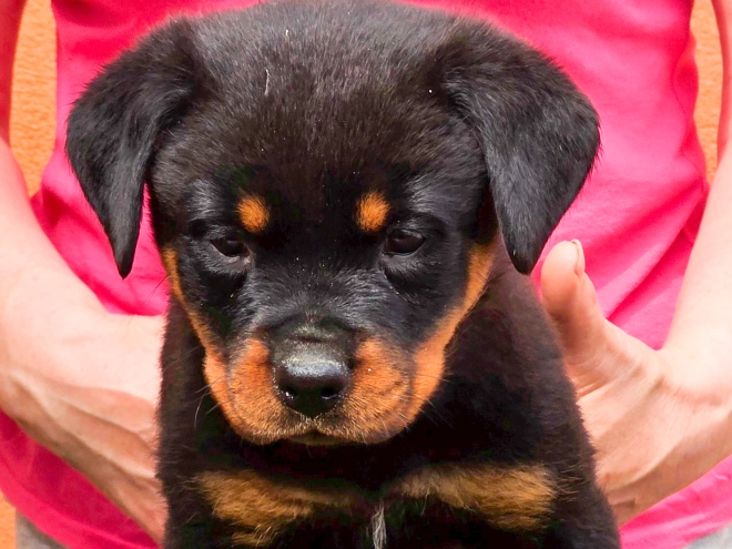 Rottweiler puppy for sale