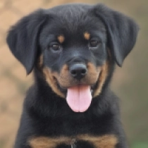 Mendy, black and tan Rottweiler Welpen kaufen
