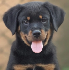 Rottweiler puppy for sale