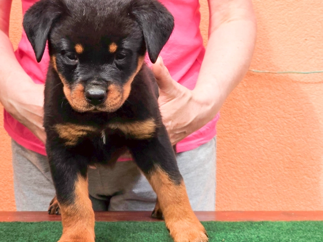 Rottweiler puppy for sale