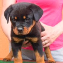 Mindy, black and tan Rottweiler for sale
