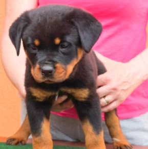 Rottweiler puppy for sale