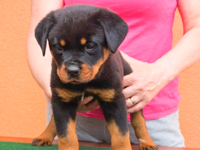 Rottweiler puppy for sale