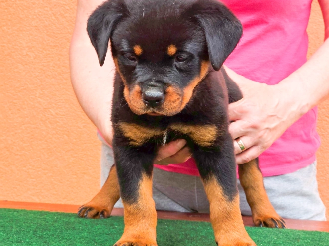Rottweiler puppy for sale