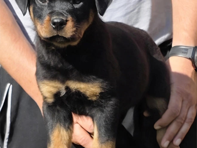 Perros Rottweiler en venta