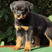 Mendy, black and tan Rottweiler en venta