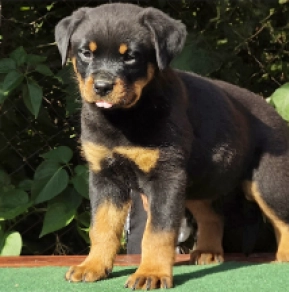 Perros Rottweiler en venta