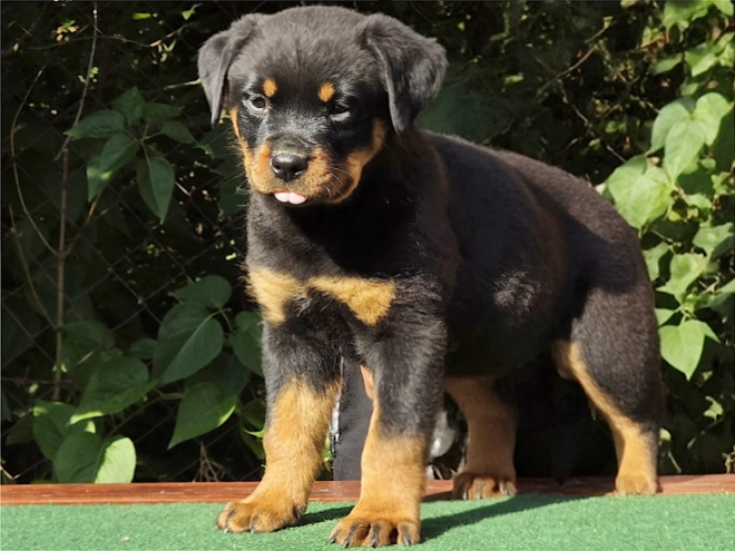 Perros Rottweiler en venta