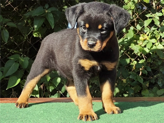 Perros Rottweiler en venta