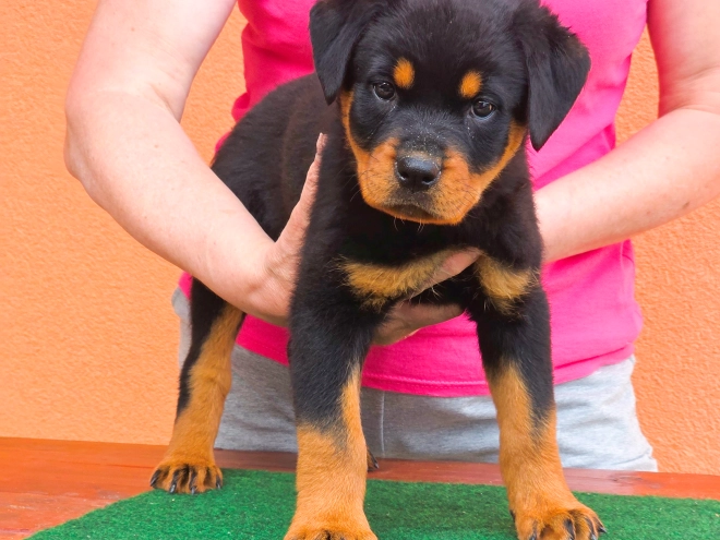 Rottweiler puppy for sale