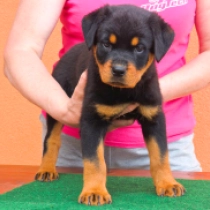 Mona, black and tan Rottweiler Welpen kaufen