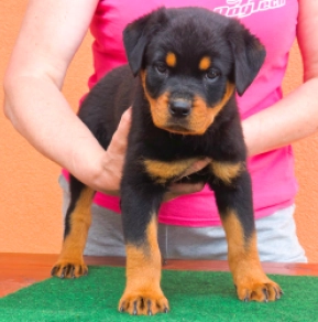 Rottweiler puppy for sale