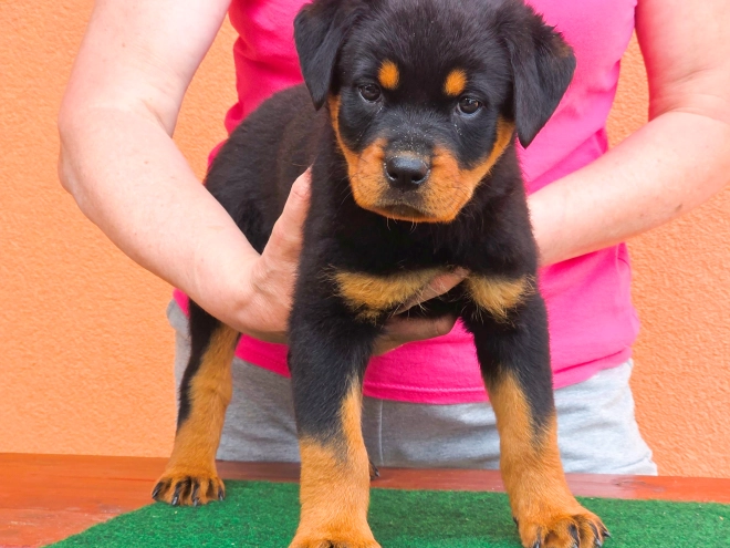 Rottweiler puppy for sale