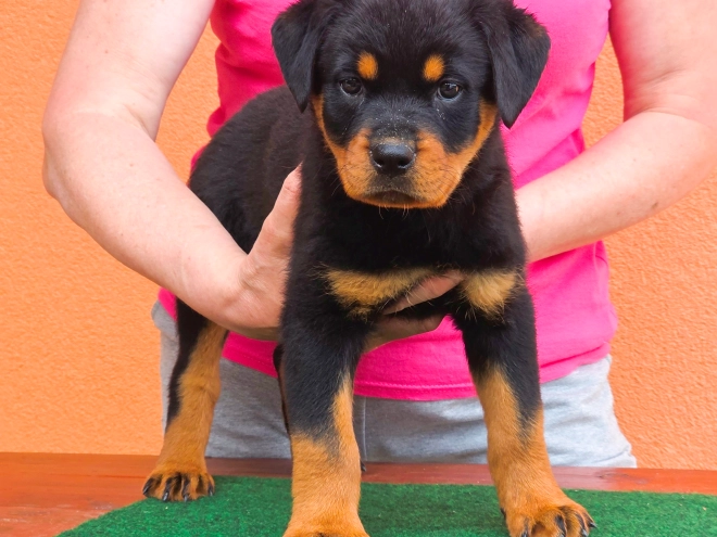 Rottweiler puppy for sale