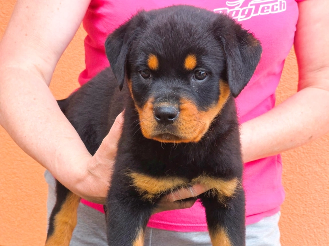 Rottweiler puppy for sale