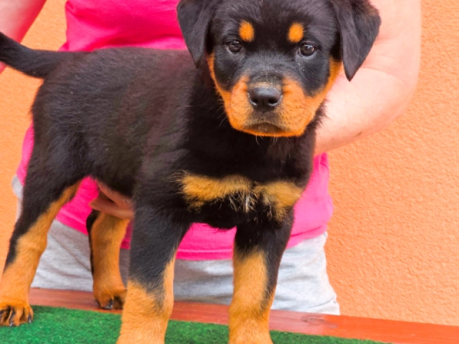 Rottweiler puppy for sale