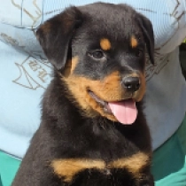 Mona, black and tan Rottweiler en venta