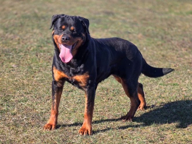 Rottweiler puppy for sale