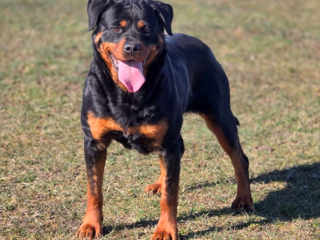 Rottweiler puppy for sale