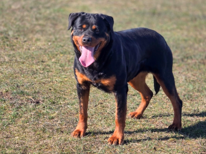 Rottweiler puppy for sale