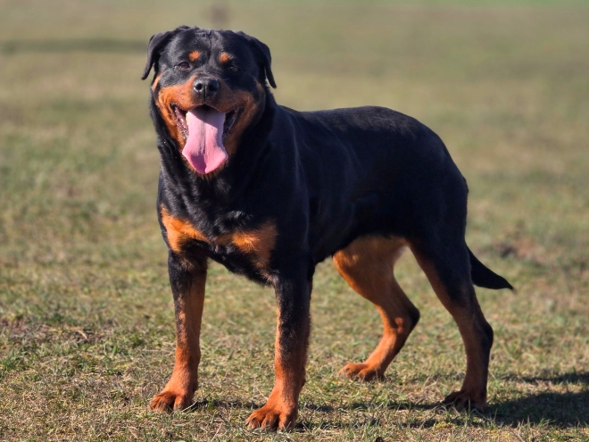 Rottweiler puppy for sale