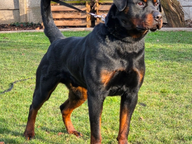 Rottweiler puppy for sale