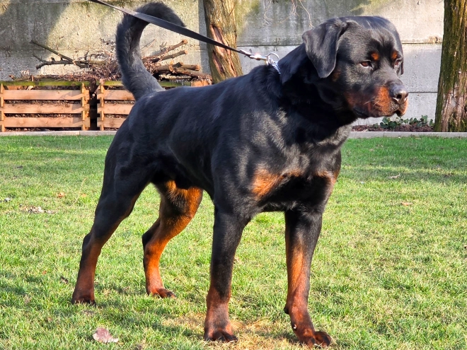 Rottweiler puppy for sale