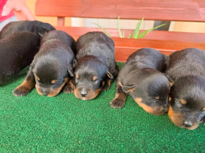Rottweiler puppy for sale
