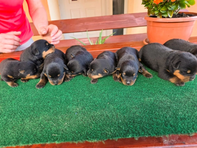 Rottweiler puppy for sale