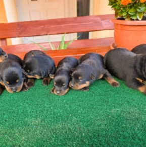 Rottweiler puppy for sale