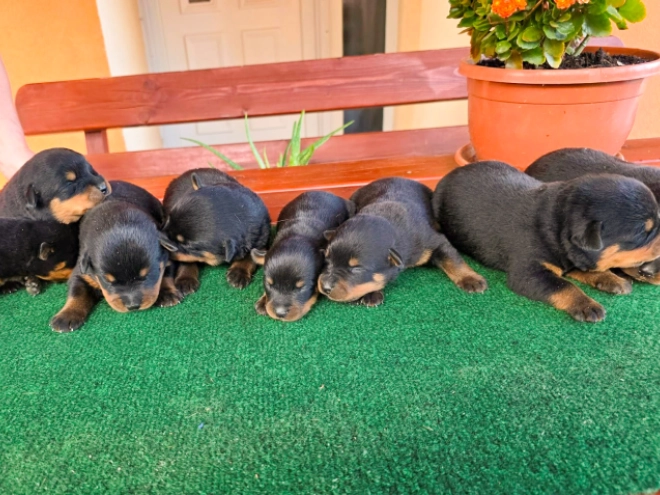 Rottweiler puppy for sale