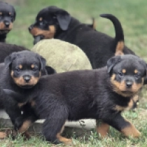Promising litter, black and tan Rottweiler Welpen kaufen