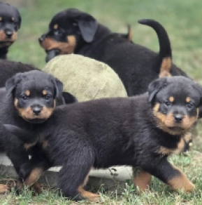 Rottweiler puppy for sale