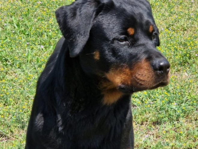 Rottweiler puppy for sale
