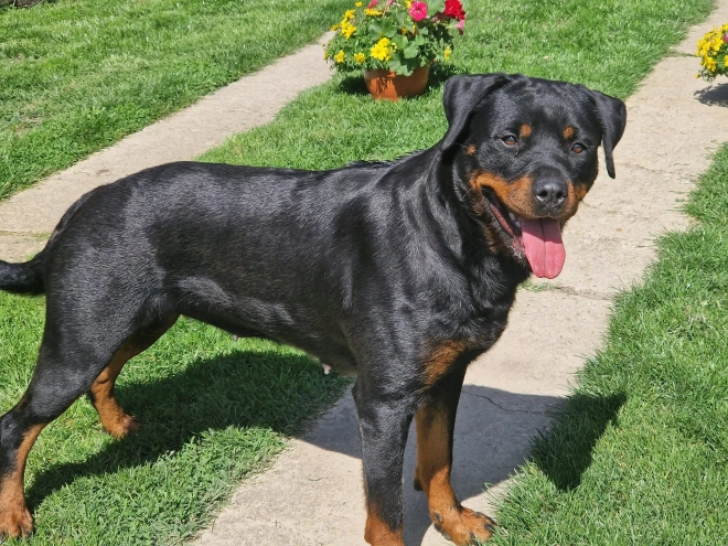 Rottweiler puppy for sale