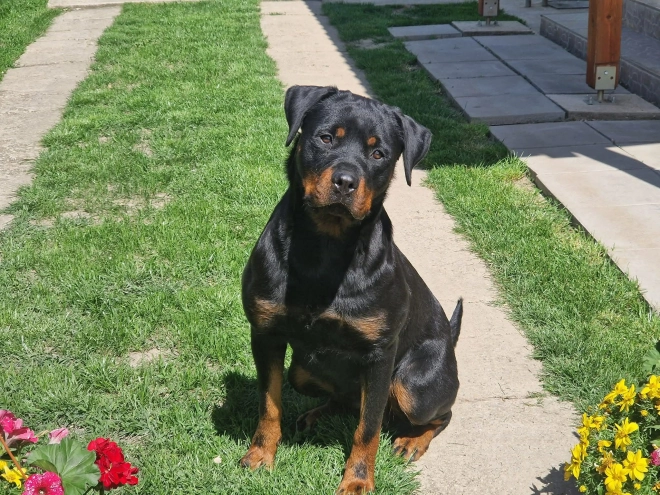 Rottweiler puppy for sale