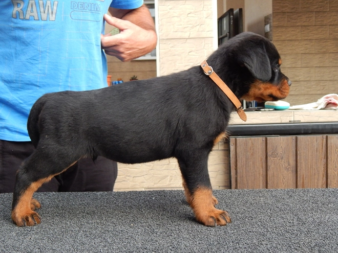 Rottweiler Welpe zu verkaufen