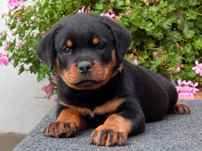 Rottweiler Welpe zu verkaufen