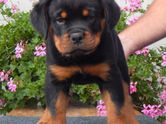 Rottweiler Welpe zu verkaufen