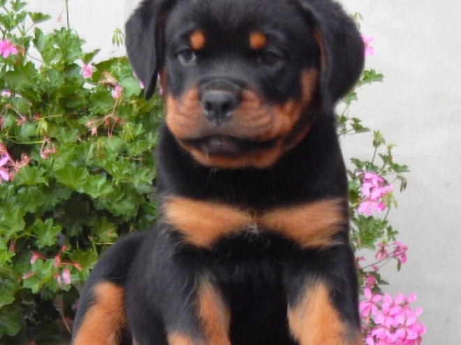 Rottweiler Welpe zu verkaufen