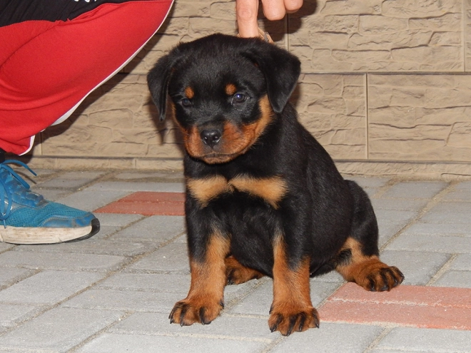 Rottweiler Welpe zu verkaufen