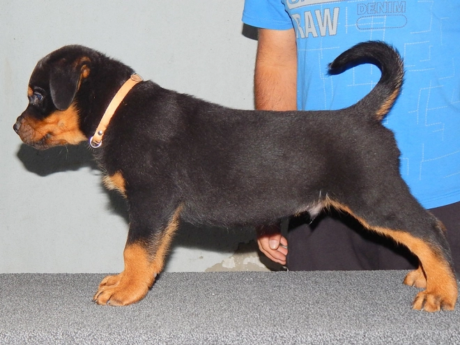 Rottweiler Welpe zu verkaufen