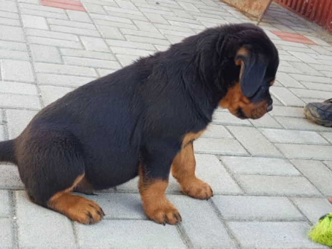 Rottweiler Welpe zu verkaufen