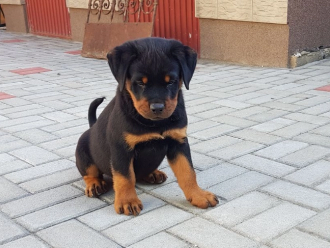Rottweiler Welpe zu verkaufen