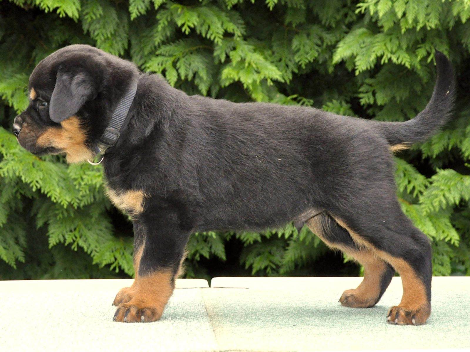 Litter of Rottweiler for sale in Millheim | Lancaster Puppies, image size:1600x1199