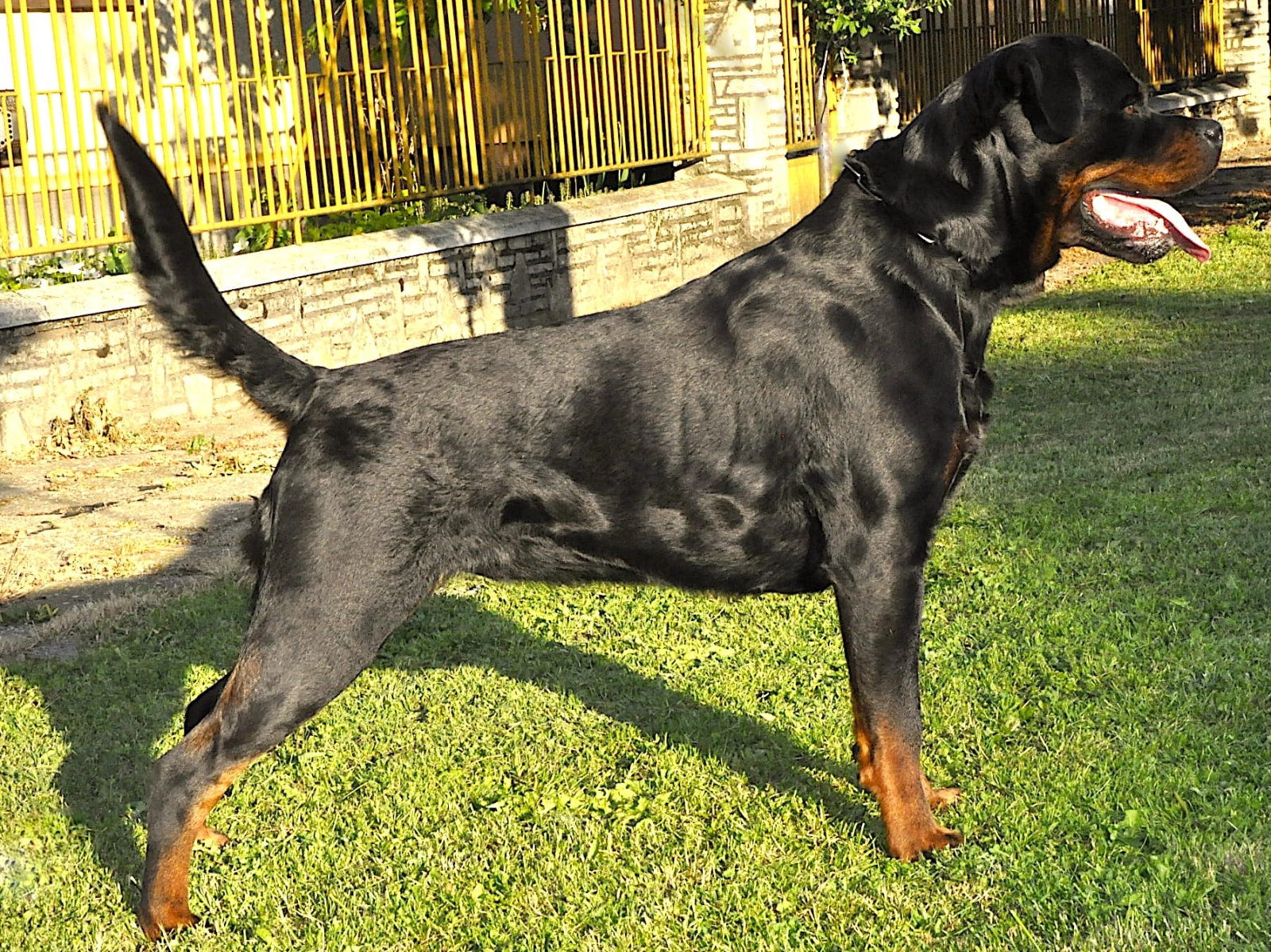 Breed Rottweilers With Tails Full Grown Rottweiler With Tail - Main Image